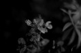 /album/galeria-de-fotos-fotografias-2013/%28pm%29-renova%c3%a7%c3%a3o-men%c3%a7%c3%a3o-honrosa-jpg/